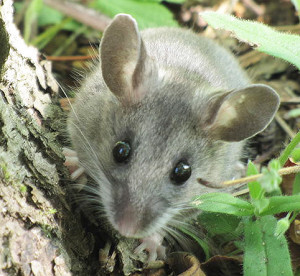 deer-mouse-Wikimedia-from-Seney-Natural-History-Association