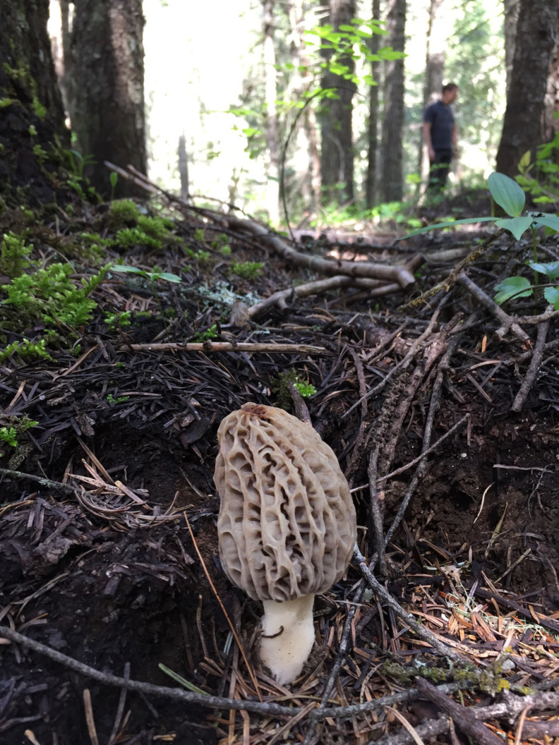 Northwest sees morel shroom boom WSU Insider Washington State