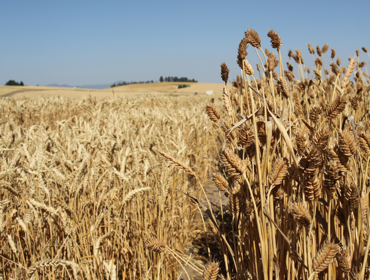 Summer rains could mean sprout damage for wheat crops WSU Insider