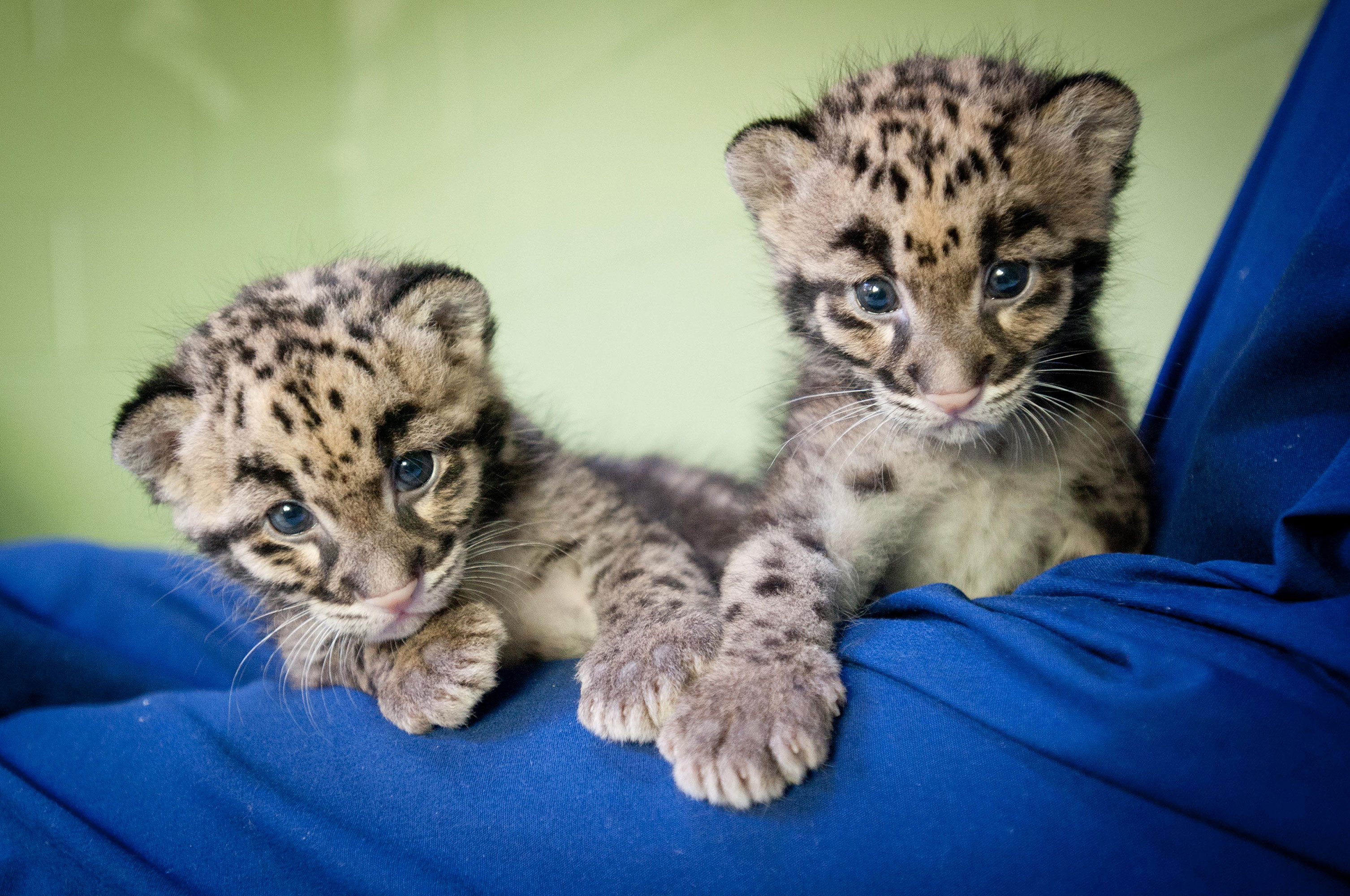 2 Clouded leopard cubs web WSU Insider Washington State University 2 Clouded leopard cubs web WSU Insider Washington State University