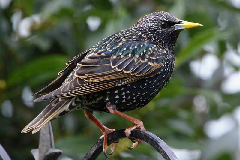 Like A Dog Like A Frog Like A Starling WSU Insider Washington