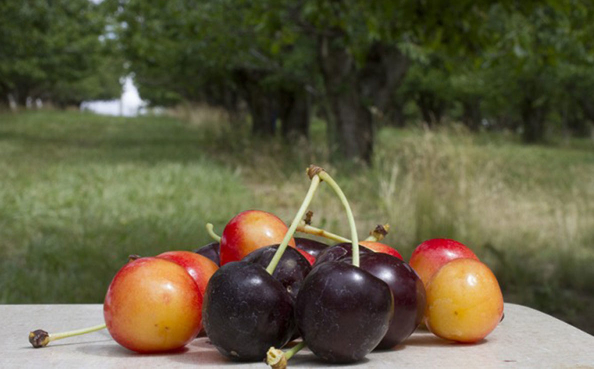 Apricots join fruit sale at WSU Tukey Orchard this weekend WSU Insider Washington State