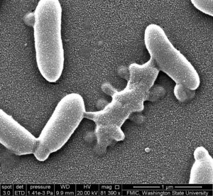 Two kinds of bacteria