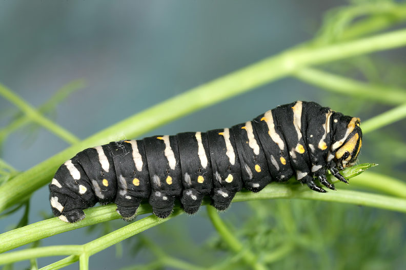 Papilio indra L5