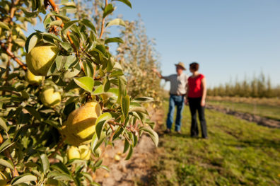 Researchers inspect pears at Prosser farm.