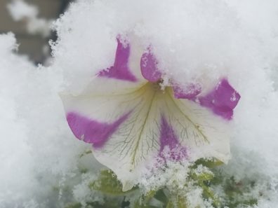 The season’s first snow was early enough to surprise petunias on Nov. 5. (Photo by Linda Weiford)