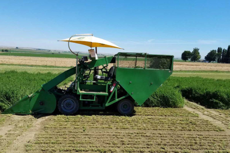 Alfalfa is harvested in the Northwest. WSU Extension scientists are studying genes to help develop more digestible varieties.