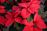 poinsettias 