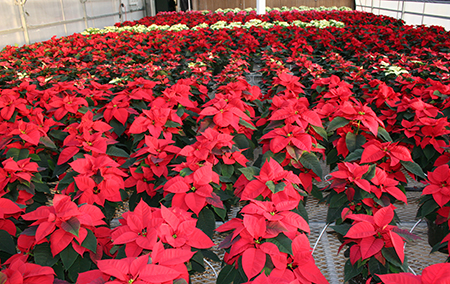 WSU greenhouse full of poinsettia varieties