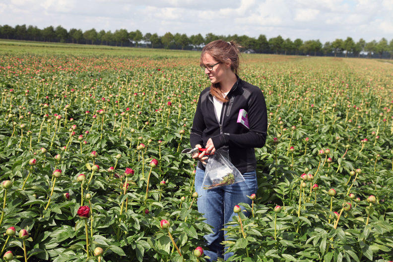 Andrea Garfinkel inspecting field of peonies with flower trimmers.