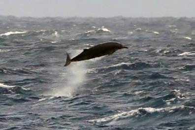 Rare sighting off the coast of Ireland of elusive beaked whale. (photo by Ashley Bennison)