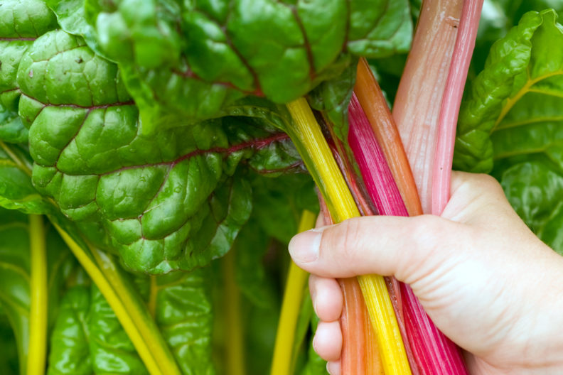 Hand holding fresh leafy green vegetables