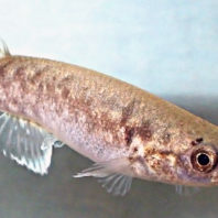 Mangrove Killifish Kriptolebias Marmoratus