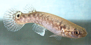 Mangrove killifish, Kriptolebias_marmoratus, courtesy of Wikipedia commons.
