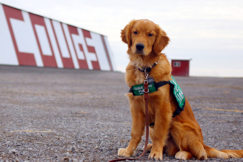 Library showcases photos of Guide Dogs for the Blind WSU Insider