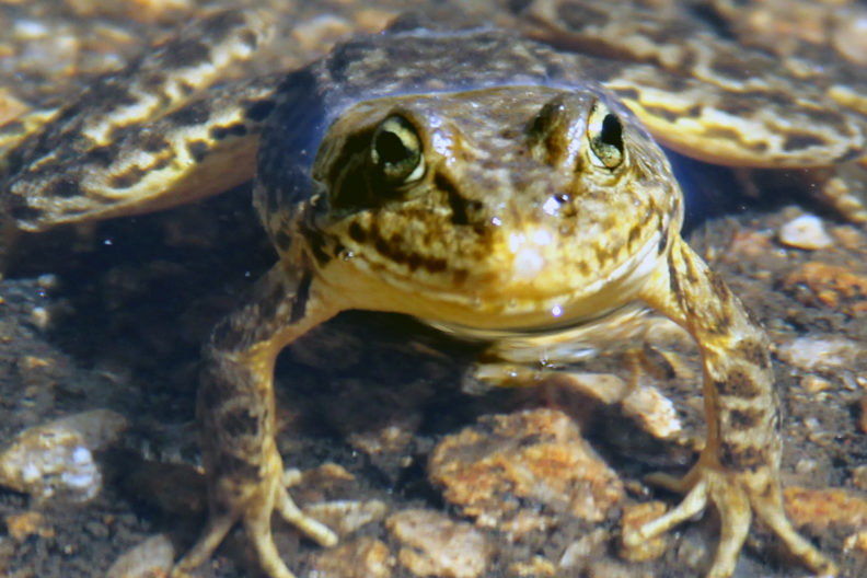 A mountain yellow-legged frog. Photo by Michael Hernandez.