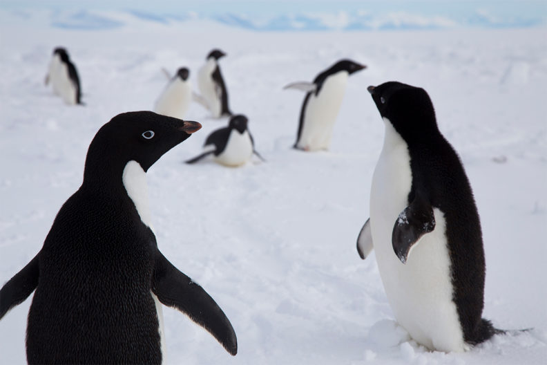 Adelie penguins at play in Antartica