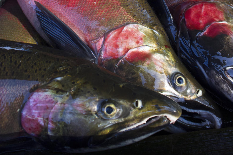Stormwater proves toxic to Coho salmon.