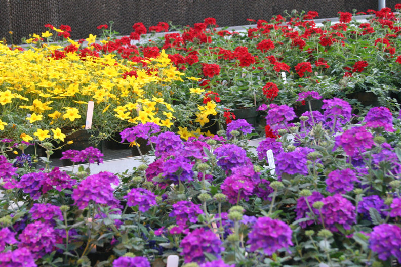 Flats of flowers for WSU's annual Mom's Weekend Plant Sale