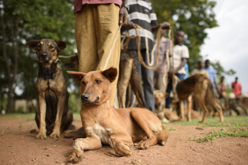 Rabies Vaccination Day events draw dog owners from nearby Kenyan villages.