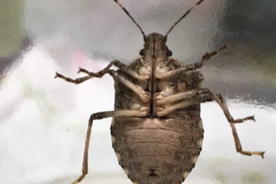 Brown marmorated stink bug. Note white bands on antennae. Photo courtesy of Steve Dilley.
