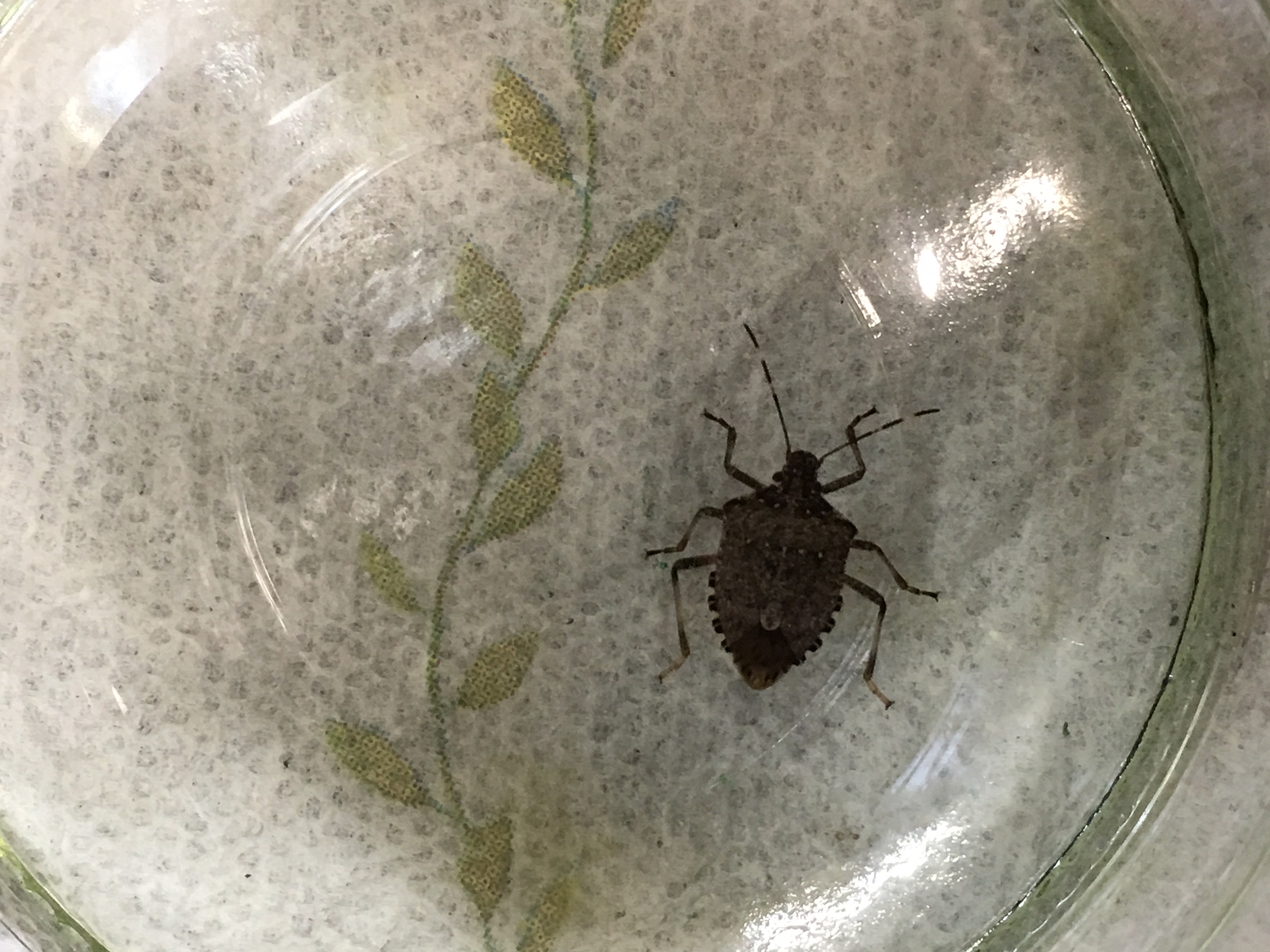 The Bizarre Sound Stink Bugs Make: Explained! - 3iyunqo