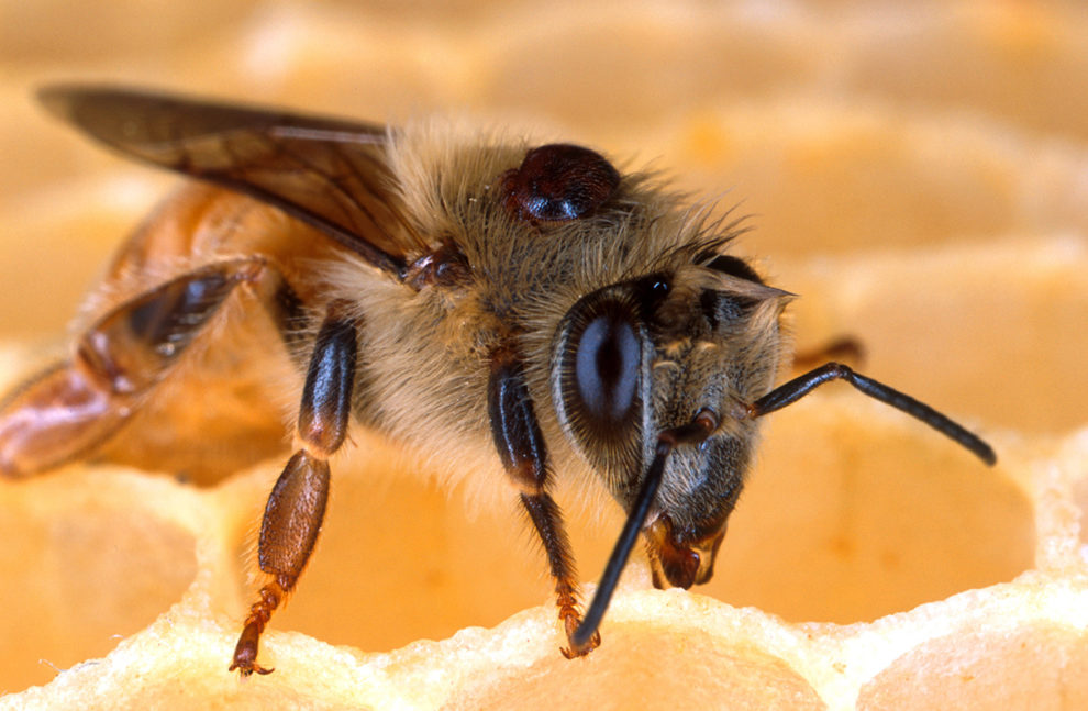 The black bump on this honey bee's back is a varroa mite. Mites weaken bees’ immune systems, transmit viruses, and siphon off nutrients. Photo by Scott Bauer, USDA Agricultural Research Service.