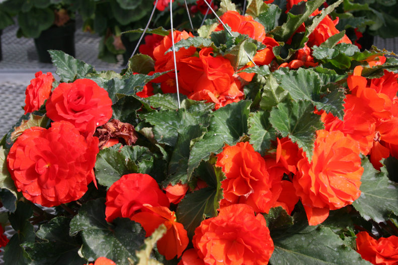 hanging baskets of bright orange begonias