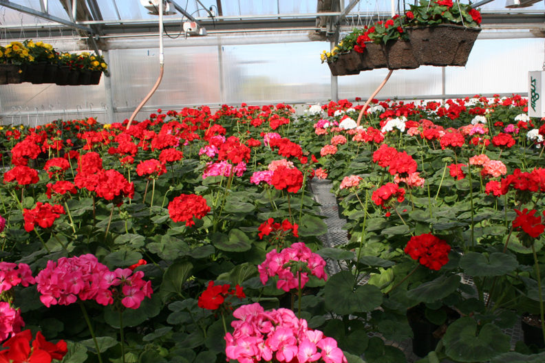 Greenhouse full of assorted flowers