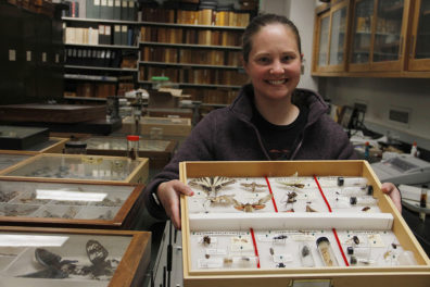 • The $1.4 million estate gift helps fund student researchers, like WSU Entomology doctoral student Megan Asche, here holding insect specimen donations from the Hyde family. Photo by Seth Truscott, CAHNRS.
