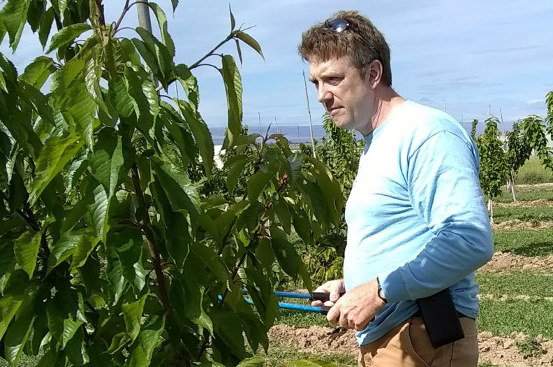 McCord prunes cherry tree.