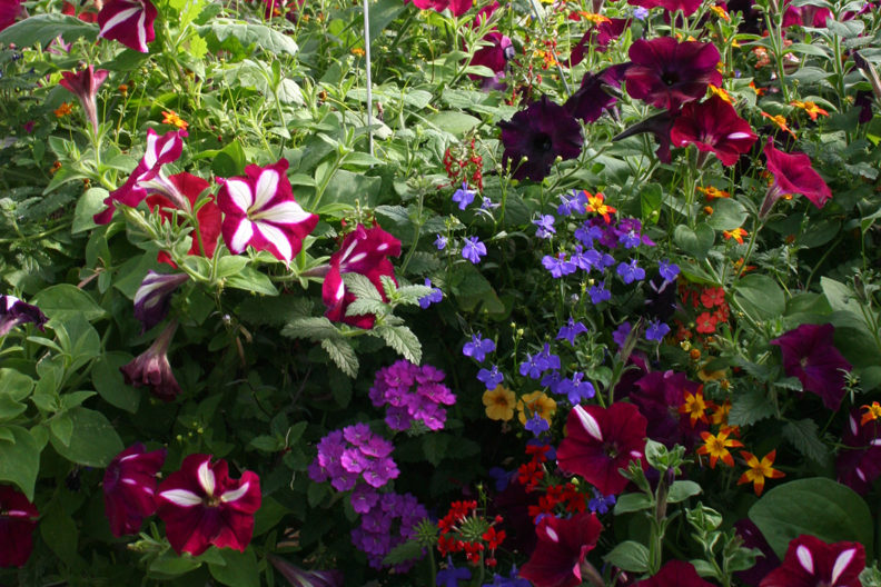greenhouse full of flowers