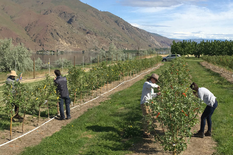 people in apple orchard inoculating trees