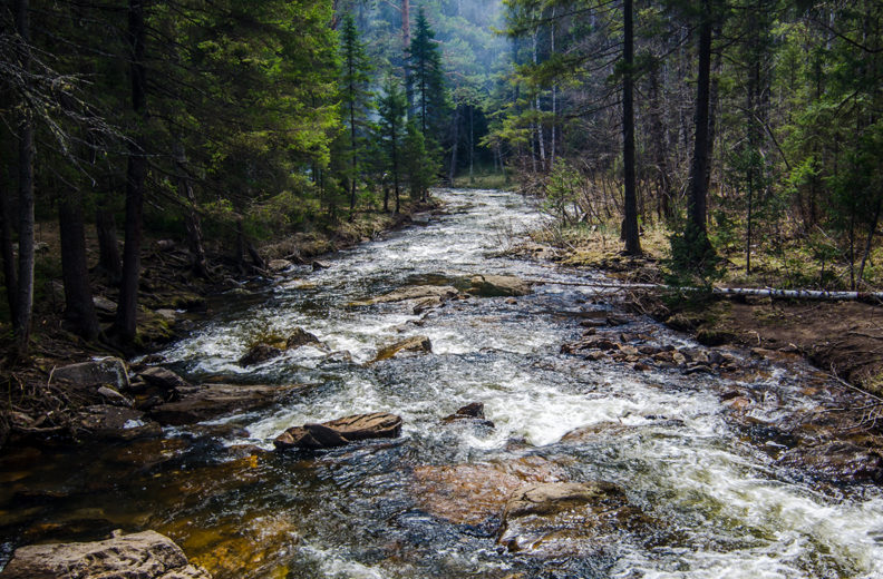 A stream running through a forest.