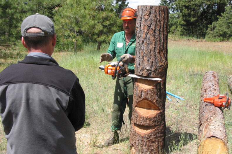 man with chain saw cutting tree trunk