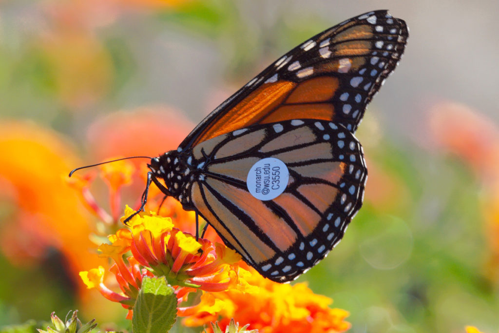 Monarchs ride west coast winds Proof of butterfly migration WSU