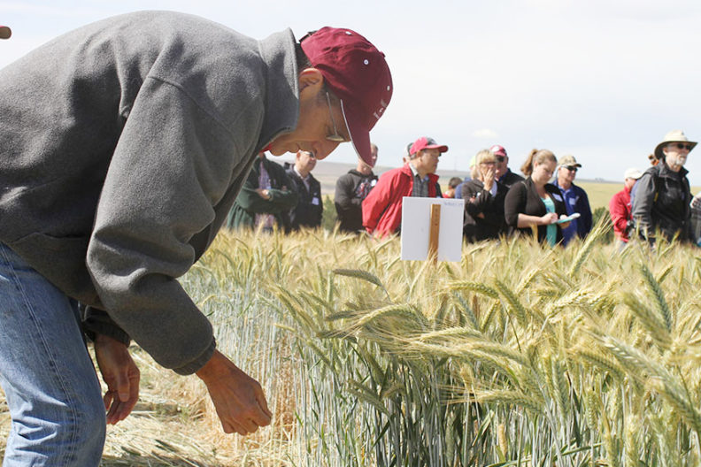 A farmer inspecting heads of wheat.