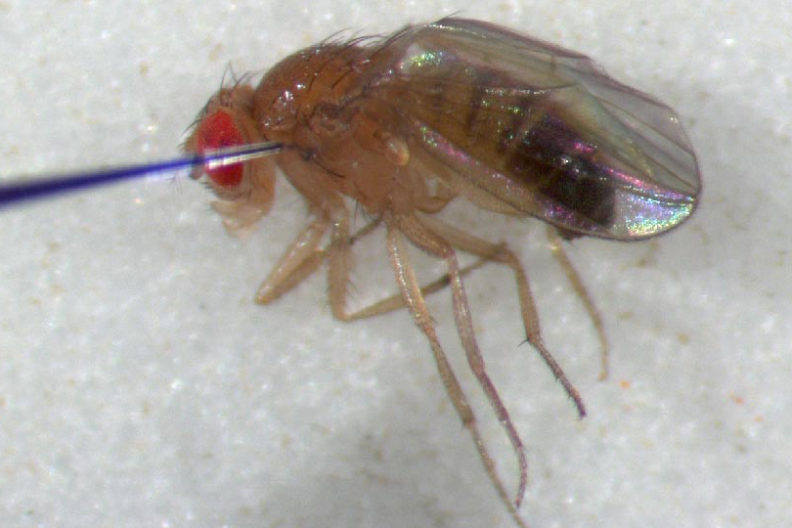 fruit fly being injected with needle