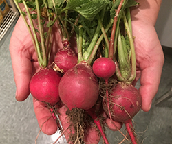 two hands full of fresh radishes