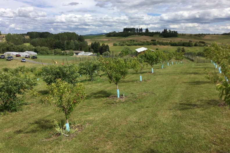 rows of trees in orchard