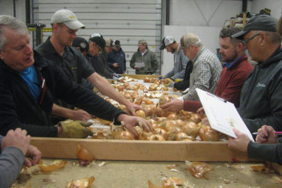 Researchers surround a long table examining onions.