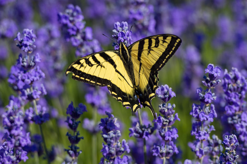A yellow butterfly with purple wildflowers in the background.