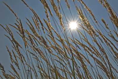 Sun beating down on wheat.