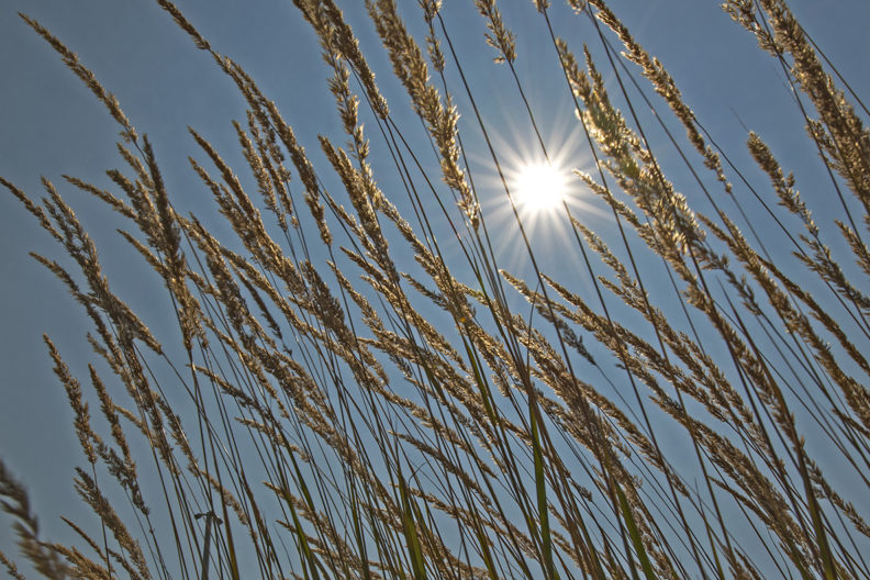 Sun beating down on wheat.