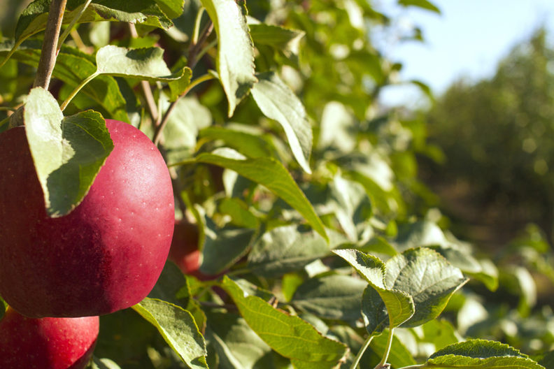 Closeup of cosmic crisp apple in orchard.