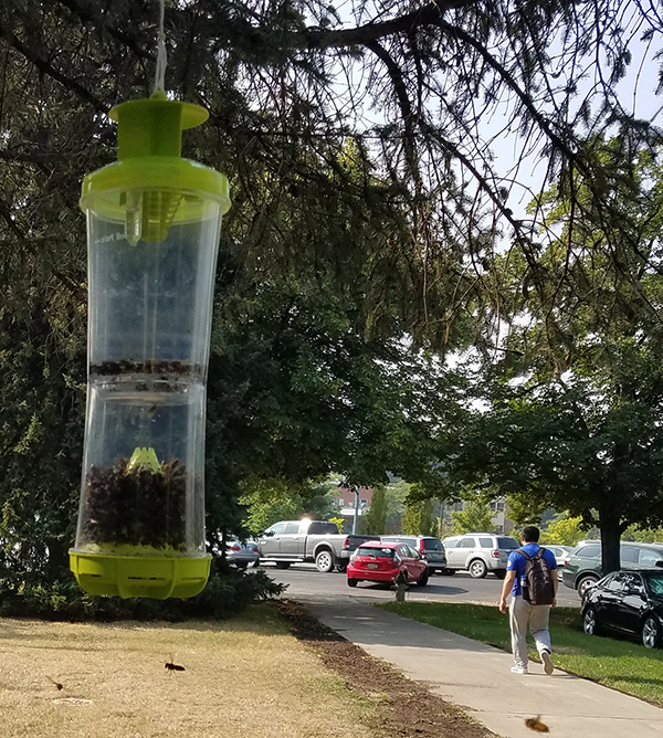 Wasp trap hanging in tree near sidewalk as someone passes by.