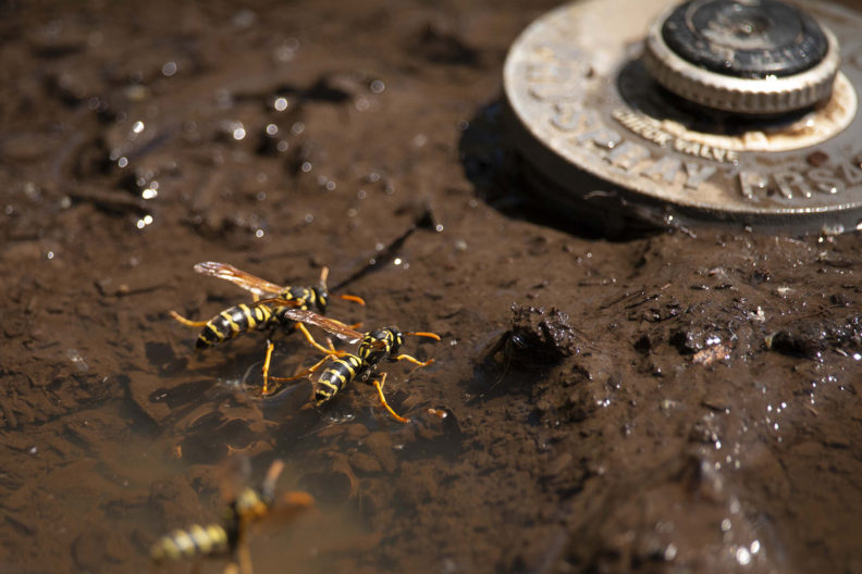 Wasps gather water on puddle near sprinkler head.