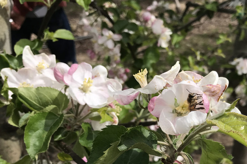 Bee in midst of blossoms in apple orchard.