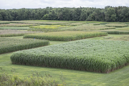 Field with many test plots of grass.