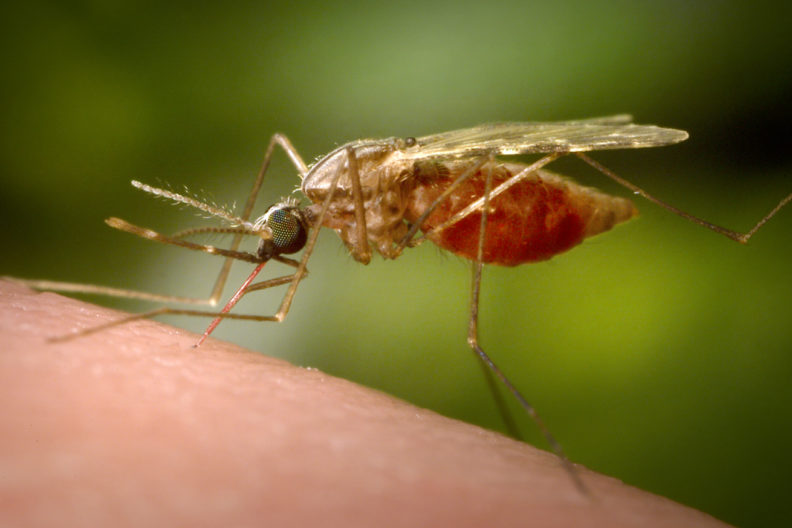 Closeup of mosquito biting someone.